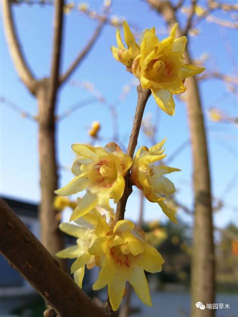 腊梅|蜡梅 Chimonanthus praecox